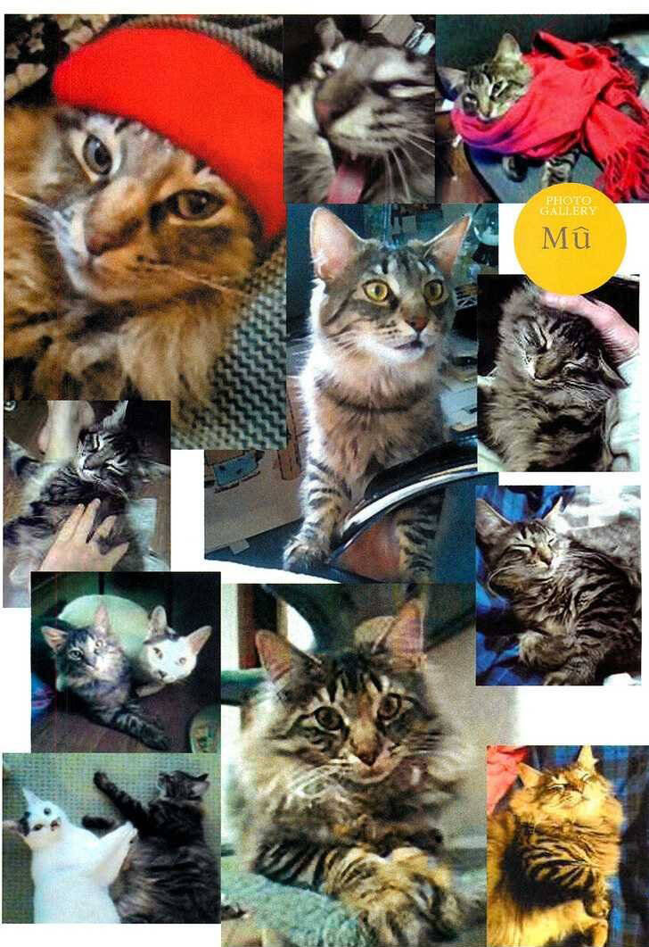 ito junji cat's diary chapter 6 - Trang 12